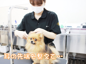 ☆１年生のトリミング☆